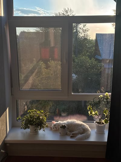 A white cat is sleeping on a windowsill in Burdyata, Russia. The cat is curled up next to two potted plants. Outside the window, trees and houses are visible. The sun is shining, casting a warm glow on the scene.
