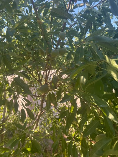 The image is a close-up, upward-facing shot of an almond tree with unripe almonds and lush green leaves. The sunlight filters through the leaves, creating dappled patterns and highlighting the textures of the foliage and branches. The overall impression is one of natural abundance and growth. The scene is likely outdoors, given the natural light and foliage. The specific location is identified as Armavir, Armenia, suggesting a temperate climate suitable for almond cultivation. The time of day appears to be daytime, with bright sunlight casting shadows. There are no people or animals visible in the frame. The image is devoid of any text. The focus is solely on the natural elements of the almond tree, its fruits, and leaves, creating a serene and organic visual.
