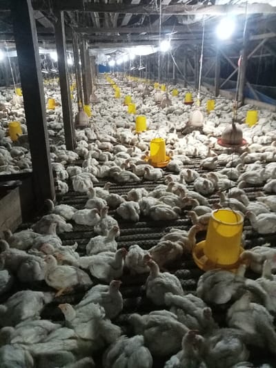 The image displays an indoor commercial poultry farm located in the city of Cut Nyong, Indonesia. Hundreds of white broiler chickens are densely arrayed across the dark, slatted floor of a long, enclosed structure. The birds are largely stationary, occupying the entire visible floor area. Suspended from the wooden rafter ceiling are multiple bright electric lights, illuminating the scene, and numerous yellow, bell-shaped feeders or waterers are distributed throughout the enclosure. Dark wooden vertical support beams are visible within the structure. No individuals are present in the frame. The environment is characteristic of intensive poultry farming.