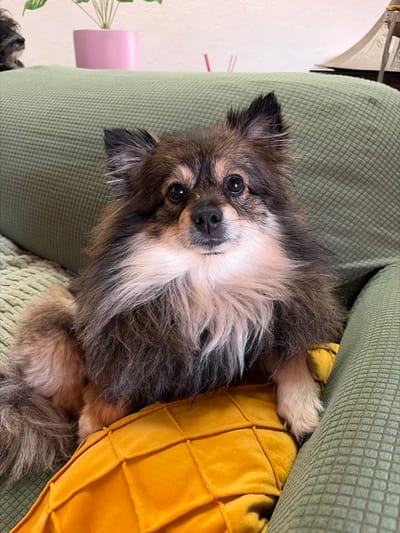 A brown and white long-haired dog nestles between a green textured couch and a yellow woven cushion. The dog gazes at the viewer with dark eyes and pointed ears. The dog's coat is primarily brown with white accents around the face and chest. A small portion of a pink planter and a hint of a houseplant are visible in the background. The composition is oriented in portrait.