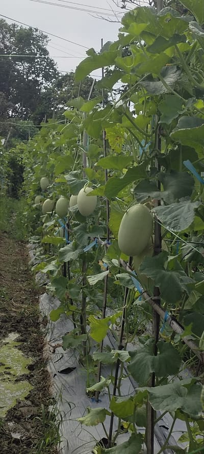 This is a medium-angle, vertical shot of a melon farm in Kilometer Delapan, Indonesia. In the foreground, a row of young, green melons hangs from trellised vines. The melons are oval-shaped and are supported by wooden stakes and blue ties. The vines are lush and green, with large, heart-shaped leaves. The ground is covered with black plastic sheeting, which is typical of agricultural practices in the region. In the background, a dense line of trees forms a backdrop against a cloudy sky. The overall impression is one of a healthy, thriving farm.