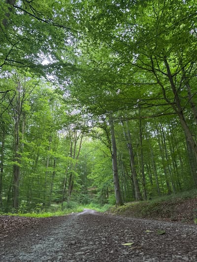 A dirt path winds through a dense deciduous forest with a thick canopy of green leaves. The path is covered in gravel and fallen leaves. The trees are tall and slender with light-colored bark. Sunlight filters through the leaves, creating dappled light on the path. A small white dog is visible on the path in the distance, facing away from the camera. The environment appears to be a natural wooded area, possibly a hiking trail or forest road, consistent with the surrounding landscape of Negenborn, Germany.