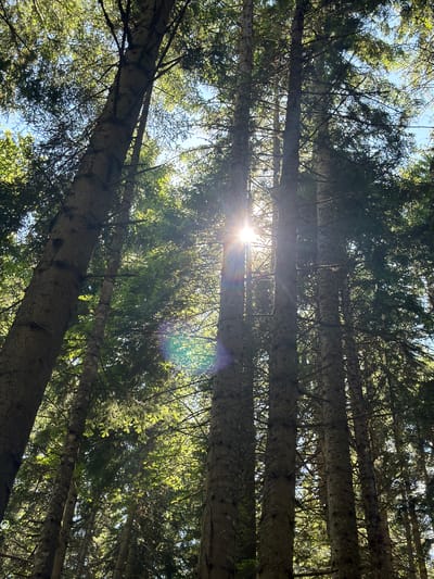 The image depicts a sunlit forest with tall coniferous trees, viewed from below looking upwards towards the canopy. The sun is shining brightly through the dense foliage, creating lens flare and dappled light effects. The trunks of the trees are rough and textured, covered in bark, and their branches are laden with green needles. The sky is visible in patches between the leaves and branches. The scene appears to be a natural forest environment, likely in the vicinity of Govedartsi, Bulgaria, given the context provided, suggesting a mountainous or forested area. There are no people or animals visible in the image.