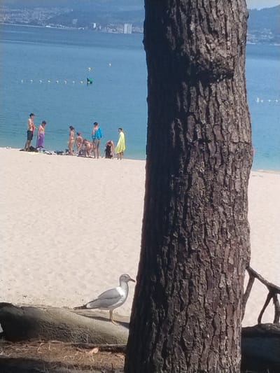 In the city of Vigo, Spain, a serene beach scene unfolds with a variety of individuals enjoying a sunny day by the water. The foreground is dominated by the textured bark of a large tree, its trunk casting a shadow across the sandy shore. A seagull stands on a weathered log in the lower left, its white and grey plumage a stark contrast against the sand and dark wood.
In the background, a group of people are gathered on the beach, some wading in the shallow, clear blue water, while others stand on the sand, dressed in swimwear. There's a sense of casual relaxation, with some individuals appearing to converse or simply enjoy the ambiance. The water stretches out to a hazy horizon, where distant hills and buildings, possibly a part of Vigo's cityscape, are visible. Markers float in the water, suggesting a designated swimming area or a buoy line. The sand is light-colored and appears soft, with a few scattered pieces of driftwood or debris. The overall impression is one of a peaceful summer day at the coast.