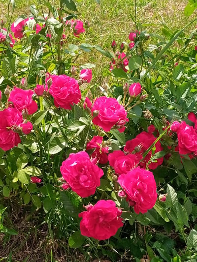 A close-up, eye-level shot showcases a vibrant cluster of bright pink roses with green foliage in an outdoor setting. The roses are in various stages of bloom, with some fully open and others as buds. The background consists of out-of-focus green grass and dry brown debris on the ground. The lighting appears to be natural daylight, casting soft shadows. The image quality is moderate, with some slight pixelation. The scene is located in the city of Romodan, Ukraine.