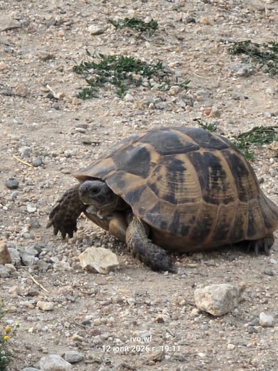A tortoise is shown from a side-angle perspective, with its head extended from its shell. The tortoise is on a gravelly surface with scattered small rocks and patches of green vegetation. The background is a continuation of the same environment. A watermark in the bottom right corner reads "ivo.wf 12 юли 2026 г. 19:11".