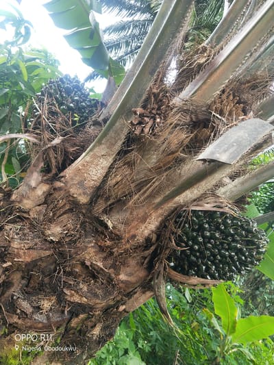 This media file is a close-up, upward-angle shot of a palm tree trunk with bunches of unripe oil palm fruit. The trunk is rough and textured, with dried fronds and fibrous material clinging to it. Several large, green bunches of fruit are visible, clustered around the upper part of the trunk and branches. The background consists of lush green foliage, likely other tropical plants and trees, and the bright sky, suggesting an outdoor setting. The lighting indicates it is daytime, possibly sunny given the brightness. The overall impression is a natural, agricultural environment.
Visible text includes "OPPO R11" and "Nigeria Obodoukwu," indicating the phone model used for capture and a location in Nigeria.