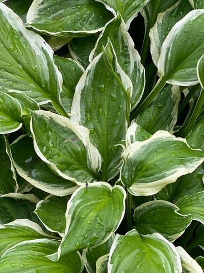 This is a close-up, overhead shot of hosta leaves after a rain. The leaves are variegated, with a creamy white margin and green centers. Water droplets are visible on the surfaces of the leaves, reflecting the light. The leaves are layered and overlapping, creating a sense of depth. The overall impression is one of lushness and freshness, typical of a garden after a rain shower. There is no visible text in the image. The location context is Pointe-Claire, Canada, suggesting a temperate climate where hostas are commonly grown. The weather appears to be recent rainfall, and the time of day is not specified but the lighting suggests it is daytime.