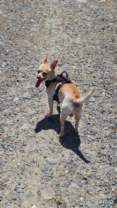 A tan chihuahua wearing a black harness stands on a gravelly path in Carmichael, California. The dog is facing away from the camera, with its tongue hanging out. The ground is covered in small gray and tan pebbles, with sparse dry grass. The sky is clear and the lighting suggests a sunny day. A shadow is cast by the dog on the ground.