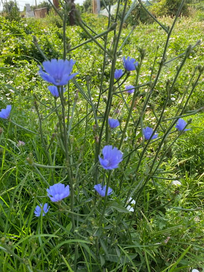 A close-up, vertical, eye-level shot shows a cluster of blue chicory flowers and their tall, green stalks against a backdrop of lush green foliage and a blurred background suggesting a rural or park setting in Ventsy, Russia. The flowers, with their delicate, ray-like petals, are the primary focus, some in sharp detail and others slightly blurred due to the shallow depth of field. The surrounding vegetation is dense, with various shades of green grass and leaves, some smaller white flowers are also visible. The lighting suggests a bright, sunny day, casting subtle shadows and highlighting the vibrant colors of the flowers and plants. No people or animals are visible in the frame. The overall impression is one of natural, untamed growth.