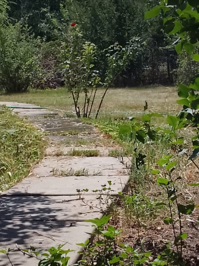 The image depicts an outdoor scene with a winding, light-colored pathway made of square concrete slabs, partially obscured by vegetation. The pathway appears to be in a natural setting, with grass and various green plants growing alongside and in between the slabs. In the background, dense green foliage, likely trees and bushes, forms a thick wall of vegetation. A single red flower is visible atop a thin-stemmed plant in the middle ground, to the left of the pathway's center. The lighting suggests a sunny day, with dappled shadows cast on the pathway from unseen trees. The overall impression is of a somewhat overgrown, natural area, possibly a park or a garden. The location is identified as Zhalpak-sai, Kazakhstan.
