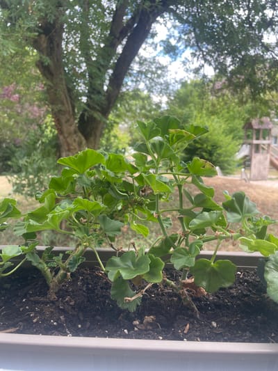 The image shows a close-up of a plant in a planter box, with a blurred background of trees and a playground structure. The plant has green, lobed leaves and visible brown, dried stems, suggesting it may be a geranium. The soil in the planter is dark and appears moist. The background reveals lush green foliage from trees, and a wooden playground tower with slides can be seen in the distance. The sky is partly cloudy. The overall impression is of an outdoor setting, likely a garden or a balcony with a view of a public space. The image does not contain any people or explicit actions. The scene is consistent with a residential area or a park in Ostfildern, Germany.