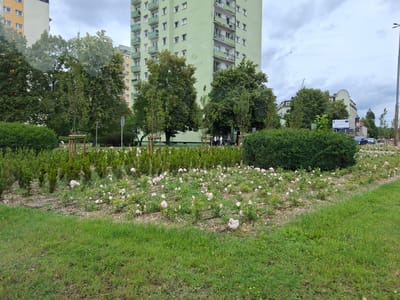 This media file shows a scene in Pila, Poland, on a cloudy day. The foreground features a manicured lawn bordering a flower bed filled with numerous small, light pink roses. Behind the roses, a dense green hedge forms a backdrop, with several small trees strategically placed throughout.
In the midground, several residential buildings are visible. The most prominent is a tall, light green apartment building with numerous balconies and white-framed windows. To its left, a section of a light yellow and white building is visible. Beyond these, other apartment buildings and structures can be seen, some with curved roofs and balconies, suggesting an urban or suburban residential area.
A few people are walking in a group near the base of the light green building. One of the buildings has a logo depicting a stylized house with a green roof and a tree. There is also a street sign and a billboard with text and logos, including the European Union emblem, indicating a public area. The sky is overcast, suggesting cloudy or possibly impending rain. The overall impression is one of a well-maintained urban park or public space adjacent to residential buildings.