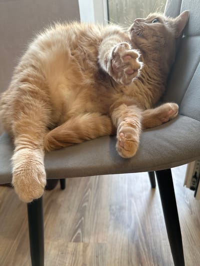 One orange domestic longhair cat is depicted lying supine on a grey upholstered chair. The cat's fur is predominantly ginger with lighter cream-colored underparts. Its head is tilted upwards and to the right, with its gaze directed towards the upper right quadrant of the frame. The cat's mouth is slightly open, revealing no distinct dental structures. One front paw is raised, with all four pink paw pads distinctly visible and claws retracted. The other front paw is partially visible near the cat's chest. Both rear paws are extended; one dangles off the left side of the chair, showing its pink paw pads and retracted claws, while the other rests on the chair's surface. A fluffy tail extends along the chair's surface to the right.

The chair features a textured grey fabric upholstery and dark, slender, angled legs. One chair leg is fully visible in the lower left, extending to the floor. The flooring beneath the chair is composed of light-toned wooden laminate or engineered wood planks, exhibiting varied grain patterns. The background behind the cat and chair consists of a light-colored, possibly beige or pale grey, wall, with a partial view of a window or door frame on the upper right, indicating an indoor setting. Natural light illuminates the scene, highlighting the cat's fur and paw pads.

No visual evidence within the image, such as landmarks, signage, or unique architectural features, allows for the identification of a specific city or country, including Monchegorsk, Russia. The scene depicts a generic indoor domestic environment.