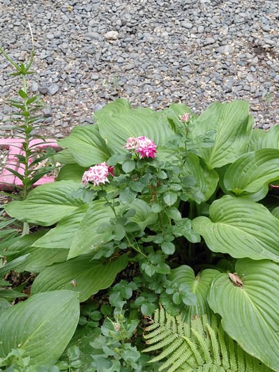 The image depicts a garden bed in Ақши, Kazakhstan, featuring a variety of plants. A cluster of hosta plants with large, green, veined leaves dominates the lower half of the frame. Among the hostas, a rose bush is visible with pink and white variegated flowers and green foliage. To the left, a tall, slender green plant with linear leaves grows near a pink, geometric garden border. The background consists of a gravel path composed of small, gray stones. The scene is outdoors and appears to be a still photograph without any people or active events.