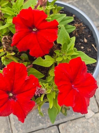 The image shows a close-up view of three vibrant red petunia flowers in a gray planter. The flowers are in bloom, with their petals unfurled. Lush green leaves surround the flowers, and the soil in the planter is visible. The planter is situated outdoors on a surface of gray paving stones. There are no people or animals present in the scene. The background shows more of the paving stones and the rim of the planter. The lighting suggests it is daytime, likely outdoors. The image does not provide any specific information or context that would allow for identification of its location within the city of Хлевино, Russia.