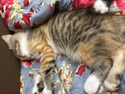 A kitten is sleeping on a patterned fabric. The fabric has a blue background with red and yellow floral designs. The kitten has tabby markings with patches of orange, brown, and gray fur. Its eyes are closed, and its head is resting on the fabric. One of its paws is visible near the top right corner of the image. The image does not contain any information about the city of Anton, Bulgaria.