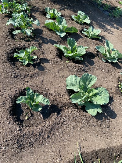 The image shows a garden bed in the city of Qarqaraly, Kazakhstan, with several young cabbage plants. The plants are arranged in rows and are spaced apart in the dark, tilled soil. Some of the plants have water pooled around their bases, indicating they have recently been watered. The sun is shining, casting shadows on the ground. The overall scene depicts a small-scale agricultural setting.