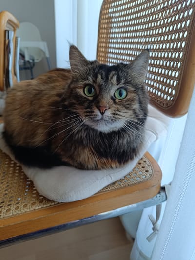 A domestic cat with brown and black tabby fur, and bright green eyes, is resting on a cushion on a wicker chair. The cat is in a loaf position, with its paws tucked underneath its body. The chair has a wooden frame and is positioned near a window with sheer white curtains. The background shows a blurred interior of a room with a high chair visible to the left. The scene is indoors, in what appears to be a home environment. No specific location in Vitoria-Gasteiz, Spain, can be determined from the image.