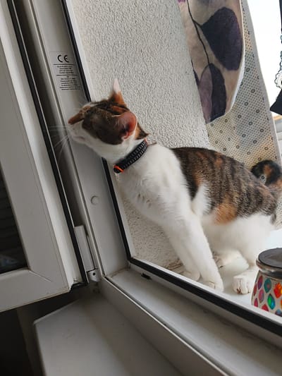 A calico cat with white, orange, and brown patches is positioned on a white windowsill, leaning forward with its head tilted upwards and to the left. The cat is wearing a black collar with orange accents. In the background, a textured wall is visible. To the left of the cat, a white window frame with black rubber seals is present, featuring a label with a "CE" mark and Czech text, indicating it is likely a product manufactured or sold in the Czech Republic. A decorative lantern with colorful mosaic patterns is situated to the right of the cat. The scene appears to be indoors, possibly on a balcony or near a window, with natural light illuminating the cat. The label on the window frame suggests the location is Most, Czechia, as it contains the address "Hornické 338, 435 42 Litvínov" which is a town near Most.