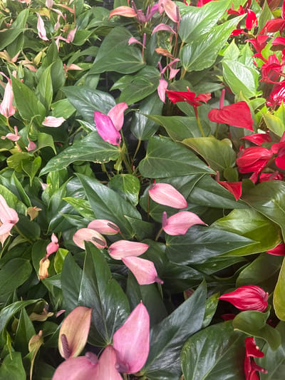 This is a close-up, overhead shot of numerous Anthurium plants, commonly known as Flamingo Flowers, displaying a variety of colors including vibrant red and soft pink. The plants are densely packed, with glossy, dark green heart-shaped leaves forming a lush backdrop for the spade-shaped spathes and spadices that characterize Anthurium flowers. Some spathes are fully open and bright red, while others are a delicate pink, with some showing a transition in color from blush to deeper rose. The spadices, which are the spike-like structures at the center of the flowers, are a darker, purplish-brown. The lighting suggests an indoor setting, possibly a greenhouse or a florist shop, as the light is diffused and consistent. There are no people visible in the image. The scene is located in Fritzlar, Germany, likely within a commercial establishment that cultivates or sells plants.
