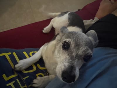 A small, gray and white dog lies comfortably on a person. The dog has a gray face, a black nose, and big, dark eyes. Its paws rest on a blue shirt with yellow text. A red cushion is beneath the dog's body. The person wears dark clothing; a glimpse of a bare foot is visible. The scene is casual and intimate.