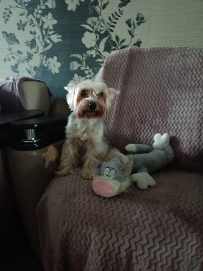 A Yorkshire Terrier dog sits on a textured maroon blanket draped over a chair. The dog is light brown and white with darker brown around its muzzle and ears. It is looking directly at the camera. To the right of the dog, lying on the blanket, is a gray stuffed toy that resembles a cat. The cat toy has a pink nose and black eyes. In the background, dark floral wallpaper is visible. To the left of the dog, there is a dark object on a brown surface, possibly a stapler on a side table or part of the chair. The scene is indoors.