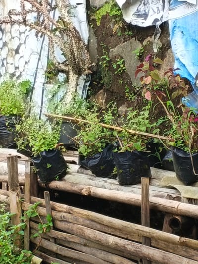 Black plastic bags containing leafy green plants line a bamboo structure. Behind, a textured wall rises, partially covered in more plants and a decaying white material. A dry, thorny plant clings to the left side of the wall. Some plants in the black bags have added support sticks, and some feature red and green leaves. The structure appears aged and partially worn, with some vines growing along its base.