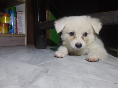 A fluffy white puppy with dark eyes lies on a tiled floor, peering out from under a dark-colored structure. The puppy's front paws are extended forward, resting on the floor. In the background, to the left, a shelf contains several items including a blue spray can, yellow jars, and a white box with red text. The environment appears to be indoors, possibly in a storage area or a dimly lit room. The location is identified as Iyafin, Nigeria.