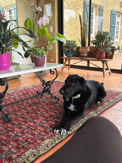 This image depicts a domestic interior space, likely a sunroom or enclosed patio, situated in Mauléon-d'Armagnac, France. The floor is tiled with terracotta, partially covered by a rectangular red oriental rug featuring intricate green, beige, and black patterns. A black dog, possessing a white chest patch and white front paws, lies on the rug in the foreground, facing slightly left. It wears a light green collar with a silver tag. The lower portion of a human leg, clad in dark attire, is visible in the bottom right.
To the left, a coffee table with a white marble top and an ornate black wrought-iron base holds several potted plants: a green plant in a vibrant pink pot, an orchid with light pink flowers, and a small ivy plant in a textured purple pot. Beyond the interior space, large glass panels offer a view of an exterior building with a textured ochre-yellow stucco facade and multiple windows fitted with light blue/green wooden shutters. Directly outside the glass, a rustic wooden bench displays three potted plants: a jade plant in a teal pot, a tall columnar cactus in a light brown pot, and another jade plant in a red pot. Further in the background, an outdoor patio with matching terracotta paving and a small table and chairs is visible.