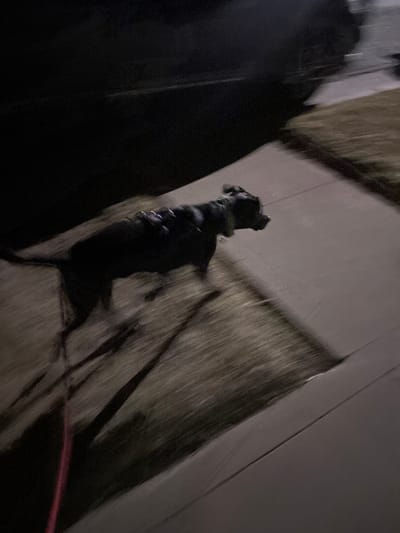 The image captures a dark-colored dog, likely a pit bull or similar breed, on a leash during low-light conditions, suggesting nighttime. The dog is seen from a slightly high-angle perspective, facing generally upwards and to the right, possibly looking at its owner or an object off-frame. A red or pinkish leash is faintly visible extending from the lower right corner towards the dog.

The scene is heavily affected by motion blur, particularly in the background, where streaks of dark and lighter tones indicate movement. The ground beneath the dog appears to be a paved surface, such as a sidewalk, alongside a textured area that could be grass or ground cover. A large, dark, indistinct shape on the left side of the frame likely represents the person holding the dog's leash, further obscured by blur and low light. The overall impression is that of a dog being walked in an outdoor setting at night. No visible text is present in the image. The location context is Coronado, United States of America.