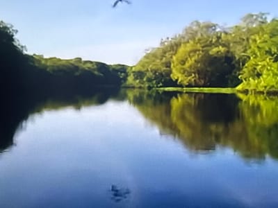 The media file captures a serene natural scene of a calm body of water reflecting lush green trees and a clear blue sky. The perspective suggests the viewer is positioned near the water's surface, looking towards the tree-lined bank. In the distance, a solitary bird is captured mid-flight against the bright sky. The water's surface is smooth, creating a near-perfect mirror image of the foliage and sky above, broken only by subtle ripples. The overall impression is one of tranquility and natural beauty. The time of day appears to be daytime, given the bright, clear sky and the illumination of the trees. The weather seems fair and pleasant. There are no people or man-made objects prominently visible, emphasizing the untouched natural environment. The image evokes a sense of peace and quietude. There is no visible text within the media file.