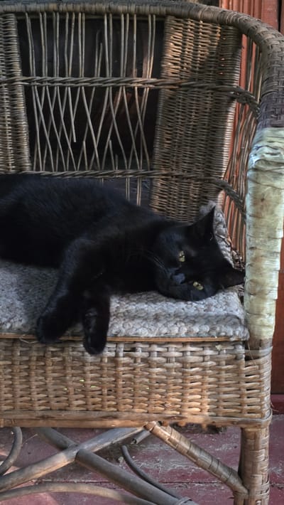A black cat is lying on a cushion on a wicker chair. The cat is resting on its side with its head turned towards the viewer. The chair is outdoors, likely on a patio or porch, with a wooden floor visible beneath it. The background consists of a dark wooden structure, possibly a fence or wall, and the woven texture of the chair's back. The lighting suggests it is daytime, with sunlight casting shadows. The cat's fur is dark and glossy, and its eyes are open, with a yellowish-green hue. The cushion appears to be made of a rough, textured fabric. The chair itself is intricately woven from natural materials, with a worn appearance. The scene is one of domestic tranquility, with the cat at ease in its surroundings. The specific location in Il’inskiy, Russia cannot be determined from the image alone.