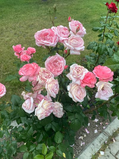 This media file features a close-up, high-angle view of a rose bush in Talas, Turkey. The bush is laden with numerous roses in various stages of bloom. The dominant colors are soft pinks and whites, with some roses showing hints of yellow and blush tones. Several roses appear to be wilting or past their prime, with dried, curled petals. Among the fully bloomed flowers, several buds are visible, some tightly closed and others beginning to unfurl. The roses are set against a backdrop of lush green foliage and a well-maintained lawn. A concrete border or pathway is visible in the upper right corner, with some fallen rose petals scattered on the dry soil and grass. The overall impression is one of a beautiful, if slightly overgrown, garden. The lighting suggests it is daytime, likely with overcast conditions or late afternoon sun, given the soft shadows and even illumination. No people or text are visible in the image.