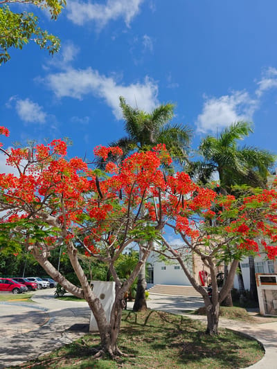 The image depicts a vibrant scene under a bright blue sky dotted with scattered white clouds. In the foreground, two trees with bright red flowers are in full bloom. Their branches are laden with clusters of red blossoms, and some long, dark seed pods are also visible. The trees have rough, textured bark and exposed roots that spread across the grassy ground.

Behind the flowering trees, several tall palm trees with lush green fronds rise against the sky. To the right, a modern building with white walls, large windows, and an outdoor staircase is partially visible. The building's architecture suggests it could be a hotel or a commercial establishment.

In the background, a row of cars is parked on a paved area next to a curved walkway. The cars are various colors, including red, white, and silver. The overall setting appears to be a tropical urban environment, possibly a resort or a public space in Cancún, Mexico, given the lush vegetation and the style of the building. The sunlight casts distinct shadows on the ground, indicating a sunny day. There are no people clearly visible in the image.