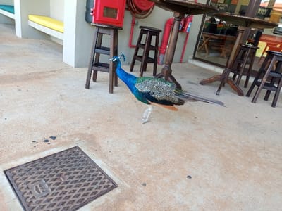 The image shows a peacock standing on a concrete patio in front of a restaurant in Maputo, Mozambique. The peacock is facing the camera, its tail feathers are spread out behind it. The patio is made of concrete and has a metal drain cover in the foreground. The peacock is standing in front of two wooden chairs. The restaurant has a red fire extinguisher and yellow seats and tables. The restaurant is located at coordinates -25.945, 32.616. The image was taken during the day, and the weather is clear. The scene is peaceful and serene.