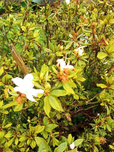 A close-up captures a vibrant azalea bush, dominated by green leaves and hints of emerging buds. One striking white bloom takes center stage, contrasting with the surrounding foliage. Scattered throughout are other azalea blossoms, some withered and brown. A weathered branch intrudes from the side, adding texture. The overall impression is one of natural abundance and cycles of life.