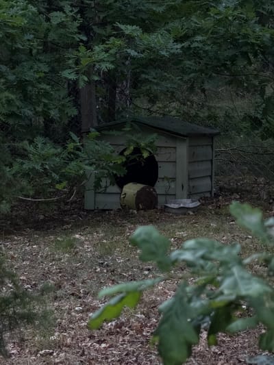 The image shows a light green, wooden doghouse in a forested area. The doghouse has a circular entrance and appears to be old and weathered, with visible planks and some peeling paint. Beside the doghouse, to the left, is a large, round, metallic object, possibly a barrel or tank, with a rusty brown color. In front of the doghouse is a shallow, gray, metallic bowl or tray. The ground around the doghouse is covered with dry leaves and some grass. The background is dense with trees and foliage, suggesting a natural or semi-wild environment. A chain-link fence is partially visible behind the doghouse and trees. The scene is dimly lit, indicating it could be dusk or a heavily shaded area. The location is identified as Raktinitski Sel'ski Savet, Belarus. There are no people or animals visible in the image.