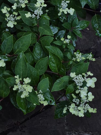 The image depicts a close-up view of hydrangea flowers and foliage, likely in a garden setting. The leaves are a deep green and appear wet, suggesting recent rain or watering. The flowers are small and clustered, with some in bud form (small white spheres) and others in bloom, featuring delicate, pale green petals. The background consists of dark, textured ground, possibly paving stones or dark soil. The scene is devoid of any human presence or discernible city landmarks. There is no indication of the specific location within Астра-1 Днт, Russia.