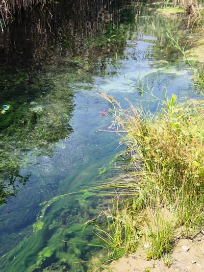 The image shows a shallow, clear stream with abundant green algae growth on the bottom and along the banks. Tall, dry grasses and other vegetation line the right bank, with some green plants emerging from the water. The water's surface reflects the sky and surrounding vegetation, creating a dappled effect. A single, small red dragonfly is visible resting on a blade of grass on the right side of the stream. In the upper left of the image, some light blue and yellow plastic debris is floating on the water's surface. The environment appears to be a natural waterway within or near Porto Cesareo, Italy, likely a coastal area given the presence of salt-tolerant vegetation. There are no people or animals other than the dragonfly visible.