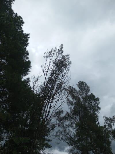 Silhouetted trees reach towards a cloudy, overcast sky. The leftmost tree is dense and dark green, contrasting with the taller, spindly trees in the center and right. These trees have bare branches interspersed with sparse, darker foliage. The sky is a uniform grey, hinting at an impending storm.