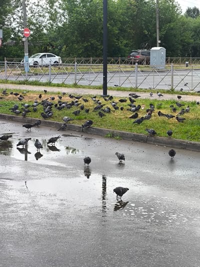 A flock of pigeons are gathered on a wet asphalt road and a grassy area next to it. In the background, a white car is parked on the side of the road, and further back, a brown SUV with a bicycle on its roof and a portable toilet are visible. A metal fence separates the road from the grassy area. The scene appears to be in an urban or suburban setting, possibly in the city of Zaprudnya, Russia, given the presence of Russian road signs. The sky is overcast, and the ground is wet, suggesting it has recently rained.