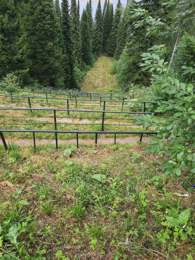 The image depicts a steep, descending pathway or staircase bordered by black metal railings on both sides. The pathway itself appears to be made of stone slabs interspersed with dry grass and scattered green foliage. The railings are evenly spaced and run parallel to each other, creating a structured descent. Surrounding the pathway is a dense forest of evergreen trees, predominantly tall spruces, which line the upper and sides of the scene. The ground in the foreground and along the edges of the pathway is covered with a mix of green grass, dry leaves, and some scattered weeds. The overall environment suggests an outdoor, natural setting, likely a park or a trail in a forested area. The scene is viewed from a high vantage point, looking down the slope of the pathway. There are no people or animals visible in the image.