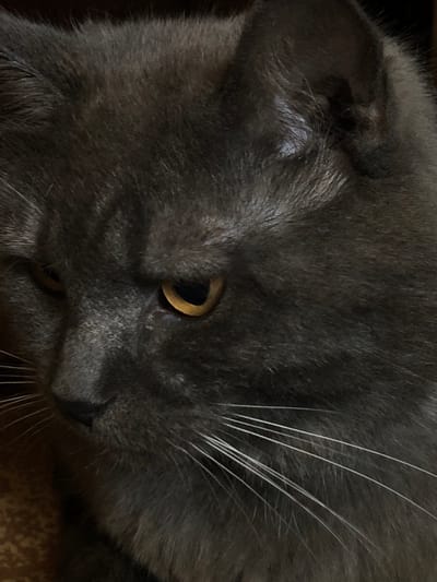 This is a close-up, high-angle photograph of a dark gray cat, likely a British Shorthair or similar breed, with distinct amber-colored eyes. The cat's fur is dense and appears soft. Its head is turned, with one ear visible and appearing slightly folded or set low. The cat's whiskers are prominent and white against its dark fur. The lighting is dim, suggesting it might be indoors or during a low-light time of day, possibly evening or a cloudy day. The background is softly blurred and textured, appearing to be a patterned surface, perhaps a rug or blanket. The cat's expression is neutral, its gaze directed slightly away from the camera. There is no visible text in the image. The location context of Nachiki, Russia, does not provide any specific visual cues within this close-up portrait of the cat.
