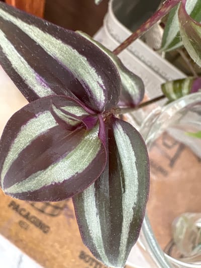 The image is a close-up of a wandering dude plant (Tradescantia zebrina) with distinctive purple and silver stripes on its leaves. The plant appears to be in a glass container, possibly for propagation, with water visible. The background is blurred, showing hints of a textured surface that appears to be cardboard with faint text that is not clearly legible. The overall lighting is natural and soft. There is no indication of the city of Bratsk, Russia, or any other specific location in the image.