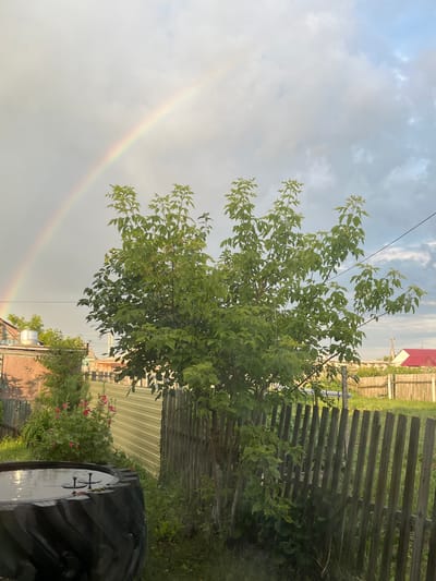 In the city of Тимирязев ауылдық округі, Kazakhstan, a rural scene unfolds under a sky with a visible rainbow arching across the left side. The foreground features a large, black tire repurposed as a water basin, filled with dark water and two small, dark objects floating within it. To the right of the tire, a weathered wooden picket fence runs horizontally across the frame, separating the foreground from the midground. Beyond the fence, a lush green tree with a dense canopy of leaves dominates the center of the image. To the left of the tree, a bush with bright pink flowers is visible. In the background, a corrugated metal fence is partially visible, and further back, a house with a red roof and other residential structures can be seen. The environment is predominantly green and natural, suggesting a suburban or rural residential area. The lighting indicates it is likely late afternoon or early evening, given the soft light and shadow play. No people are present in the scene.
