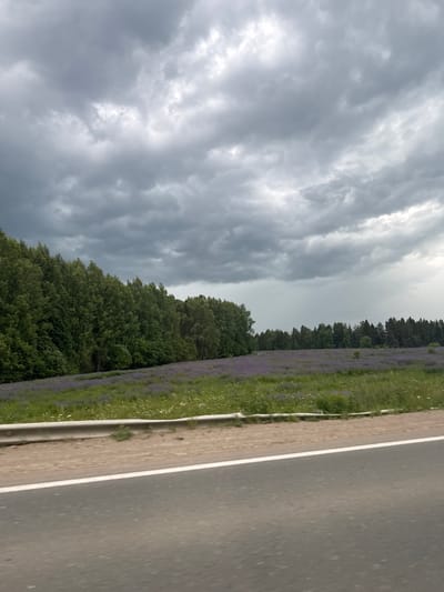 An outdoor, medium shot shows a field of purple wildflowers with a line of trees in the background. A gray, cloudy sky stretches across the top of the image. The foreground is taken up by a paved road, with a white line down the center and a guardrail on the right. The image appears to be taken from a vehicle. The location is Beloborodovo, Russia.
