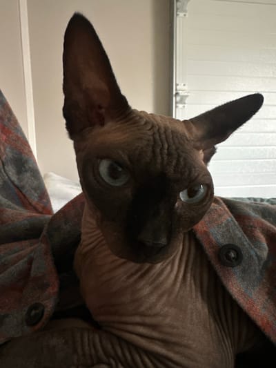 This is a close-up photograph of a Sphynx cat. The cat's skin is a brown-grey color with visible wrinkles. It has large, prominent ears and striking blue eyes. The cat is partially wrapped in a plaid blanket or garment with red, blue, and grey patterns, and a dark button is visible on the fabric. The background is a light-colored wall with vertical paneling and some white fixtures. The lighting appears to be artificial, and the overall mood is intimate and curious due to the cat's direct gaze and tilted head. There is no visible text in the image.