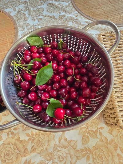 In Brzeg, Poland, a stainless steel colander filled with fresh, dark red cherries and a few green leaves is presented from a high-angle shot. The colander rests on a tablecloth patterned with beige roses. To the right of the colander, a woven straw placemat is visible. The lighting suggests an indoor setting, possibly a kitchen or dining area, with soft, natural light. The cherries appear ripe and are arranged loosely within the colander, some stems still attached. There are no people or animals present in the image.
