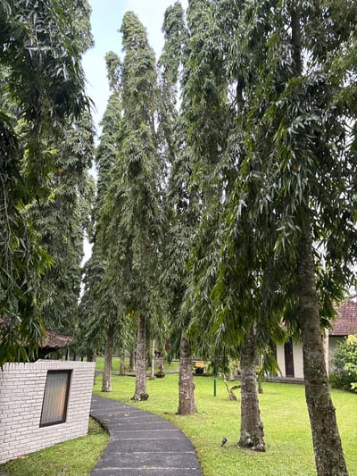 This image depicts an outdoor landscaped area in Bedulu, Indonesia, characterized by a pathway winding through a grove of tall, slender trees. The foreground features a low, curved wall constructed of light grey bricks, incorporating a single rectangular window with a dark frame and reflective glass on the left. A dark grey, paved pathway curves from the lower left towards the center and recedes into the background. Flanking both sides of the pathway and extending into the background are numerous tall, columnar trees, likely _Polyalthia longifolia_ (Ashoka trees), with dense, dark green, pendulous foliage and textured, light-colored trunks. The ground throughout the scene is covered in well-maintained green grass, with small, embedded landscape lights visible near the pathway. In the midground and background, partially obscured by the trees, are structures consistent with traditional Indonesian architecture, featuring light-colored walls and reddish-brown tiled roofs. The sky is overcast and light grey, suggesting diffuse natural lighting. No individuals or animals are present.